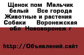 Щенок пом. Мальчик белый  - Все города Животные и растения » Собаки   . Воронежская обл.,Нововоронеж г.